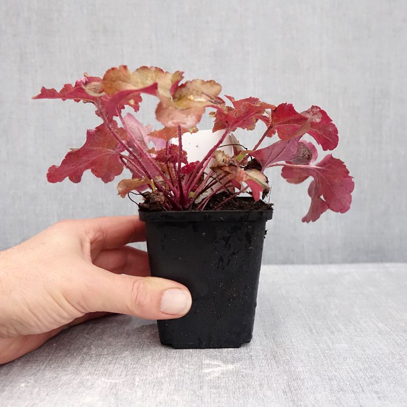 Exemplar von Heuchera Red Sea - Purpurglöckchen Kleine Töpfe von 8/9 cm wie im Herbst geliefert