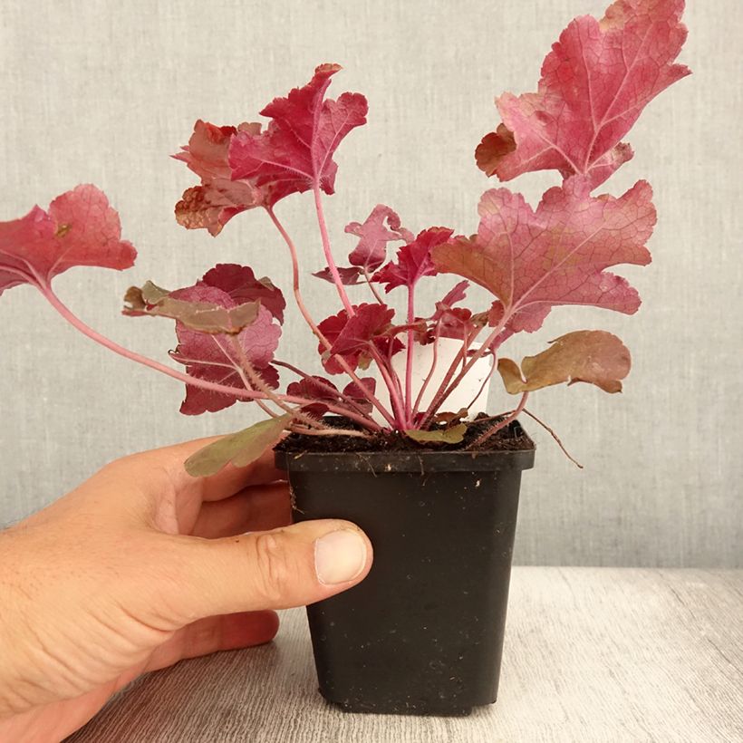 Example of Heuchera Red Sea - Purpurglöckchen Kleine Töpfe von 8/9 cm as you get in ete