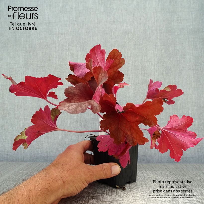 Example of Heuchera Rio - Purpurglöckchen Kleine Töpfe von 7/8 cm as you get in automne