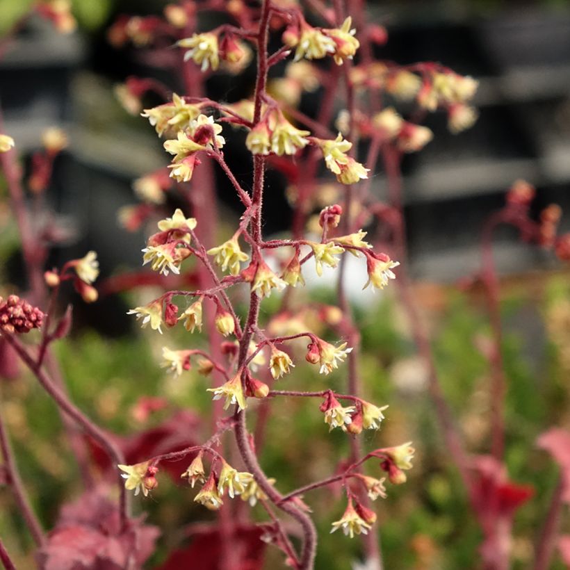 Heuchera Root Beer - Purpurglöckchen (Flowering)