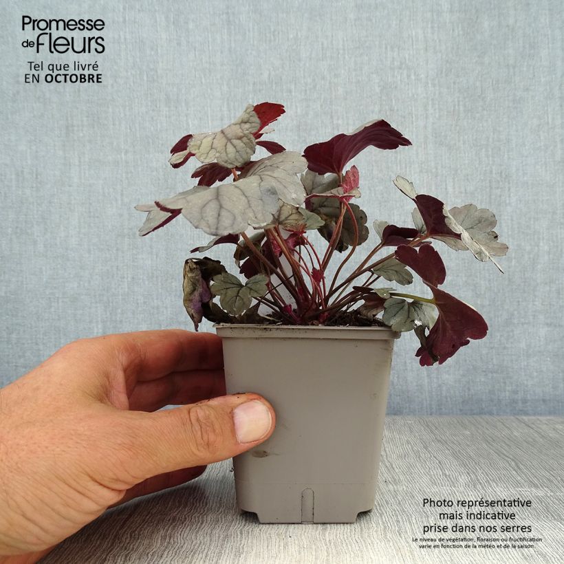 Example of Heuchera Silver Gumdrop - Purpurglöckchen Kleine Töpfe von 8/9 cm as you get in automne
