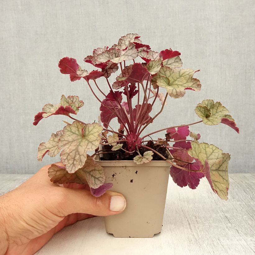 Example of Heuchera Silver Scrolls - Purpurglöckchen Kleine Töpfe von 8/9 cm as you get in ete