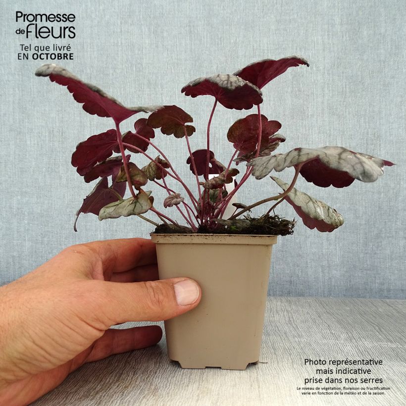 Example of Heuchera Sugar Plum - Purpurglöckchen Kleine Töpfe von 8/9 cm as you get in automne