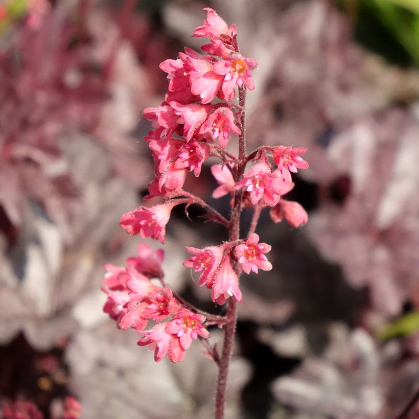 Heuchera Timeless Treasure® - Purpurglöckchen (Flowering)