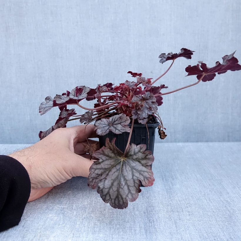 Exemplar von Heuchera Timeless Treasure® - Purpurglöckchen Kleine Töpfe von 8/9 cm wie im Herbst geliefert