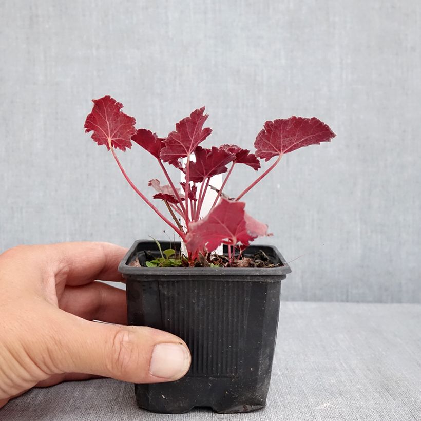 Example of Heuchera Timeless Treasure® - Purpurglöckchen Kleine Töpfe von 8/9 cm as you get in ete