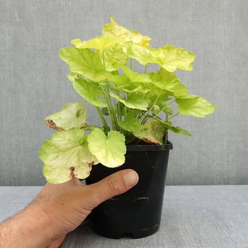 Exemplar von Heuchère - Heuchera Tiramisu Pot de 1,5L/2L wie im Sommer geliefert