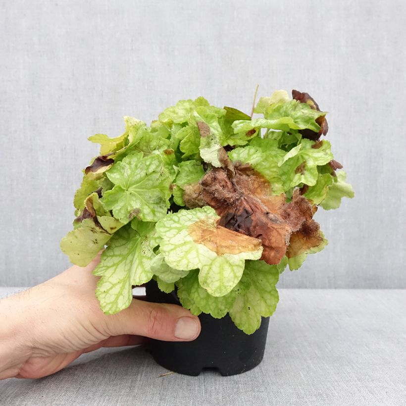 Example of Heuchera Tiramisu - Purpurglöckchen Topf mit 1,5L/2L as you get in hiver