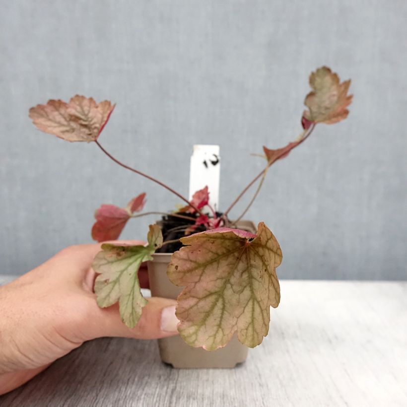 Example of Heuchera Vienna - Purpurglöckchen Kleine Töpfe von 8/9 cm as you get in automne