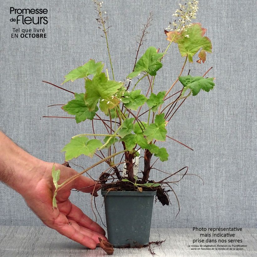 Example of Heuchera Chantilly - Purpurglöckchen Kleine Töpfe von 8/9 cm as you get in automne
