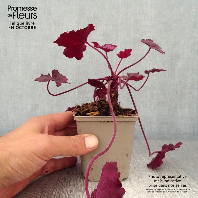 Example of Heuchera Wild Rose - Purpurglöckchen Kleine Töpfe von 8/9 cm as you get in automne