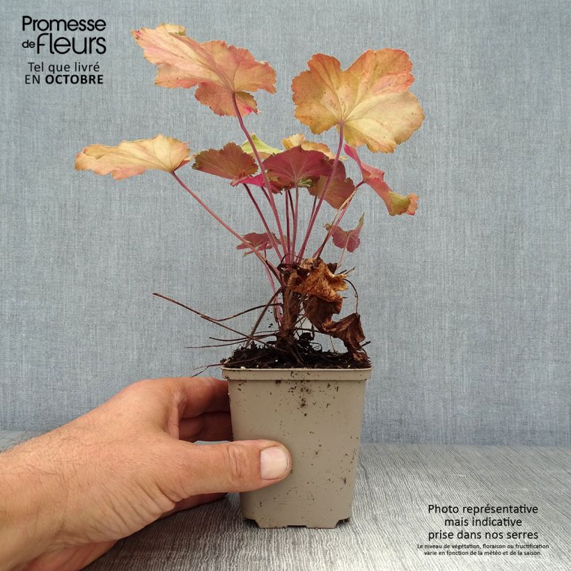 Example of Heuchera Mega Caramel - Purpurglöckchen Kleine Töpfe von 8/9 cm as you get in automne