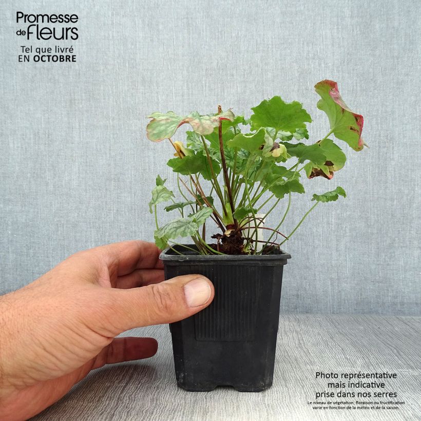 Example of Heuchera Paris - Purpurglöckchen Kleine Töpfe von 8/9 cm as you get in automne