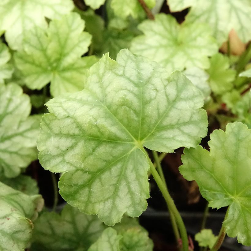 Heuchera Paris - Purpurglöckchen (Foliage)