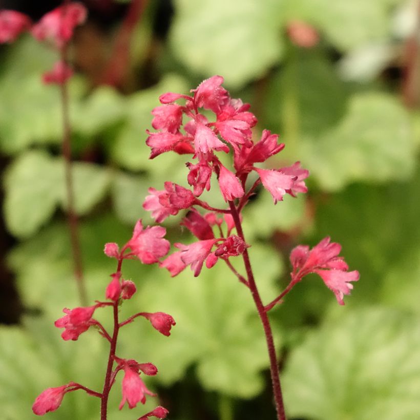 Heuchera Paris - Purpurglöckchen (Flowering)