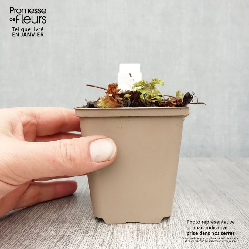 Exemplar von Heuchera Pear Crisp - Purpurglöckchen Kleine Töpfe von 8/9 cm wie im Winter geliefert