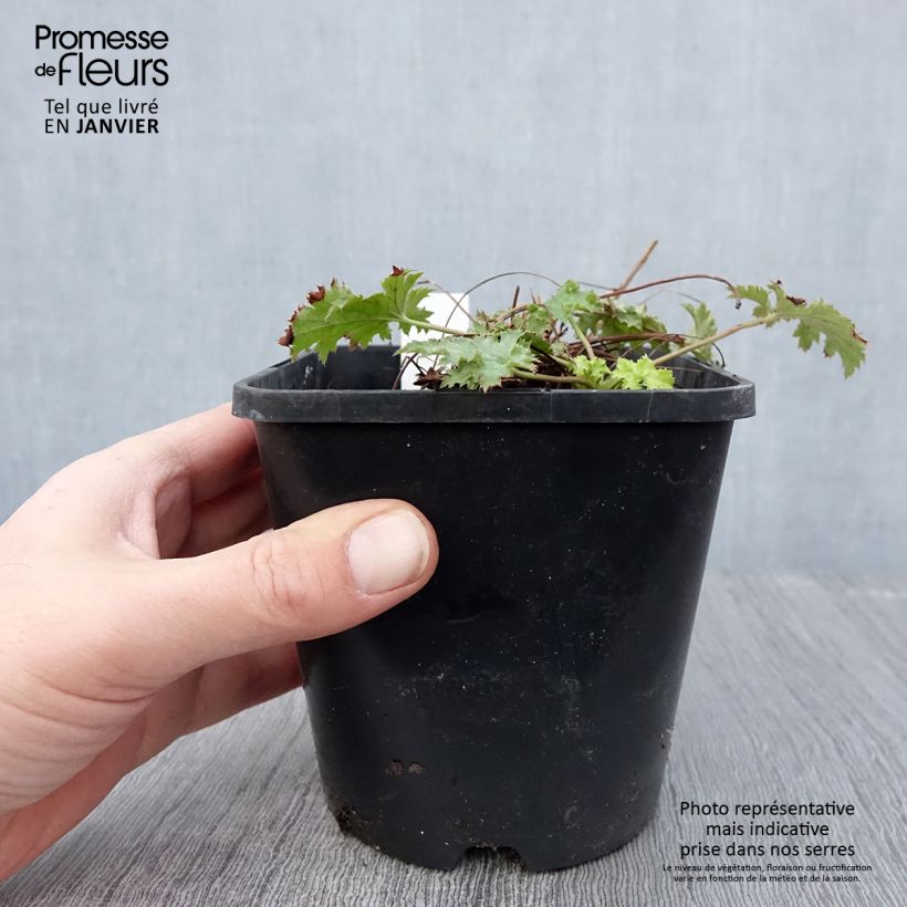 Exemplar von Heuchera Pear Crisp - Purpurglöckchen Topf mit 1,5L/2L wie im Winter geliefert