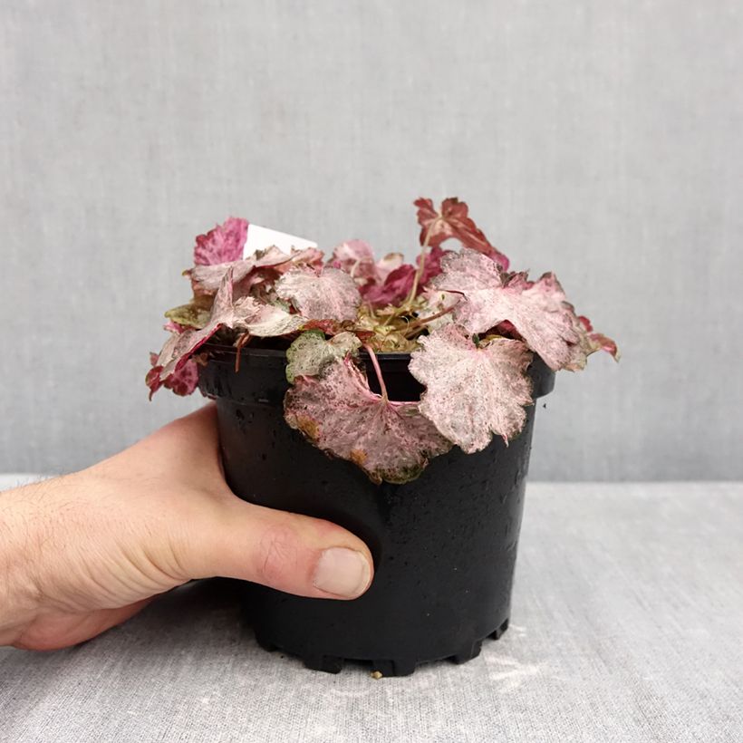 Exemplar von Heuchera Pinky Panky - Purpurglöckchen Topf mit 1,5L/2L wie im Herbst geliefert