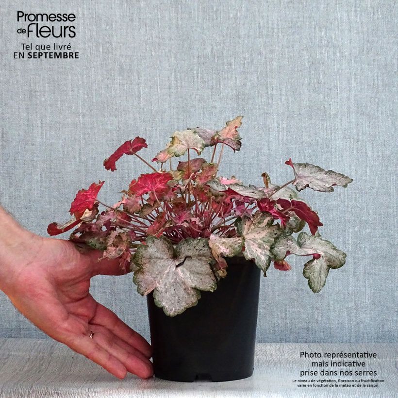 Example of Heuchera Pinky Panky - Purpurglöckchen Topf mit 1,5L/2L as you get in ete