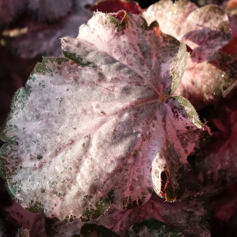 Heuchera Pinky Panky - Purpurglöckchen (Foliage)