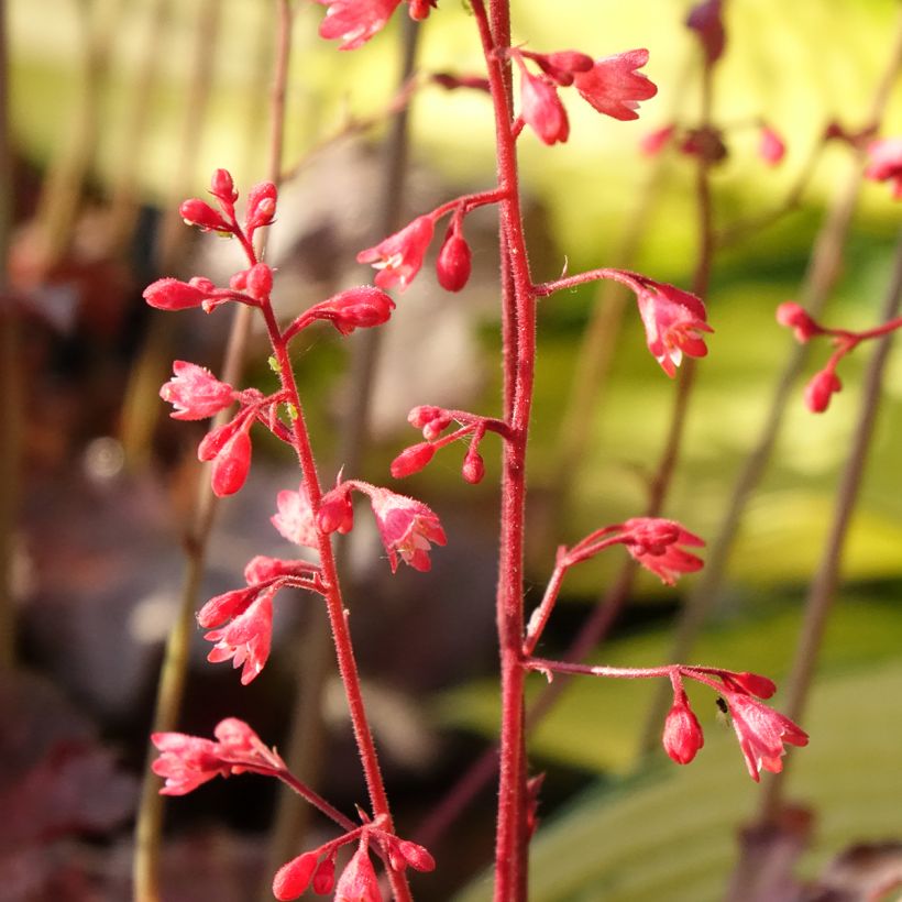 Heuchera Pinky Panky - Purpurglöckchen (Flowering)