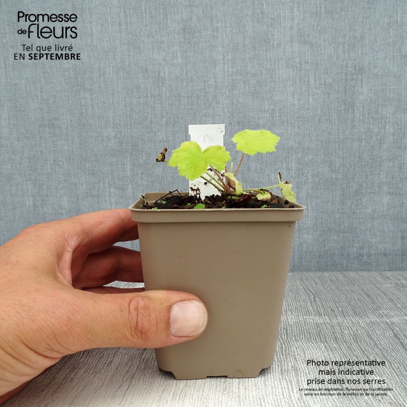 Example of Heuchera Pretty Pistachio - Purpurglöckchen Kleine Töpfe von 8/9 cm as you get in ete