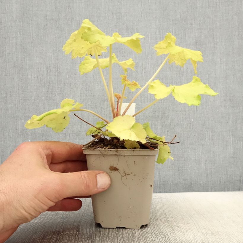 Exemplar von Heuchera Pretty Pistachio - Purpurglöckchen Kleine Töpfe von 8/9 cm wie im Frühjahr geliefert