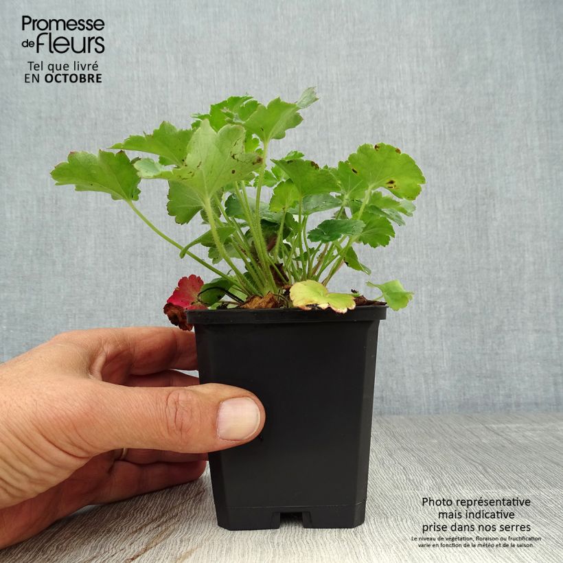 Example of Heuchera sanguinea Leuchtkäfer - Purpurglöckchen Kleine Töpfe von 8/9 cm as you get in automne