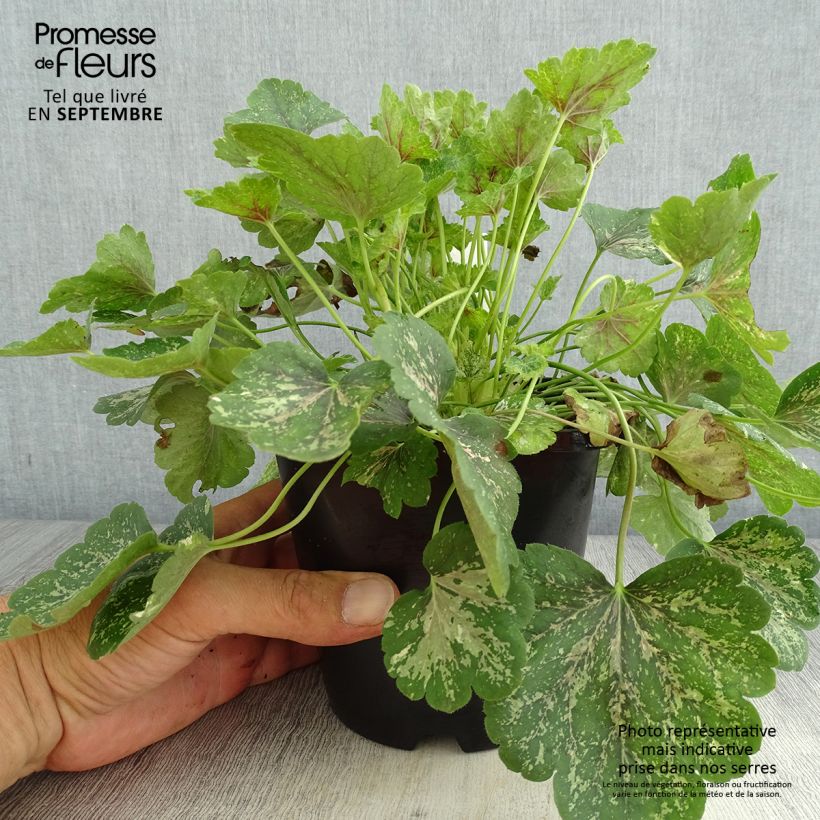 Example of Heuchera Snowy Panky - Purpurglöckchen Topf mit 1,5L/2L as you get in ete