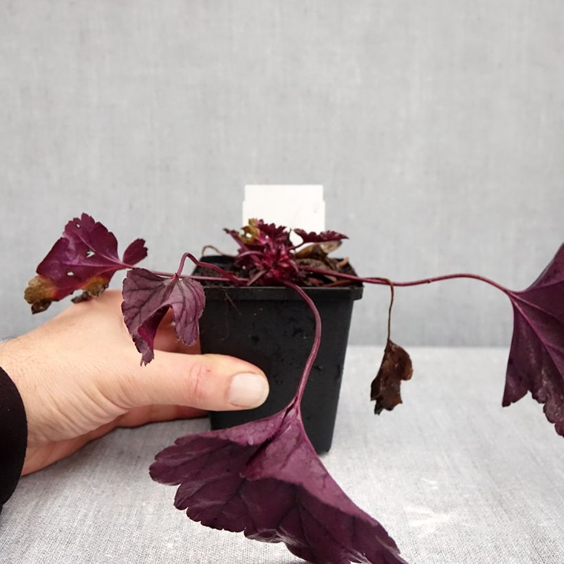 Exemplar von Heuchera Dolce Wildberry - Purpurglöckchen Kleine Töpfe von 8/9 cm wie im Herbst geliefert