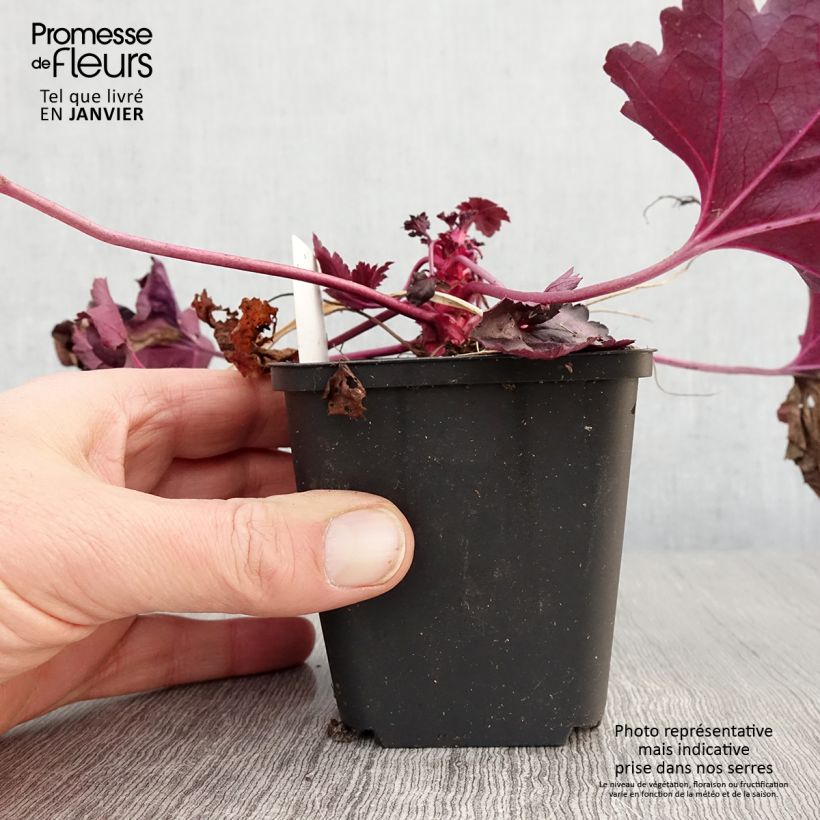 Exemplar von Heuchera Dolce Wildberry - Purpurglöckchen Kleine Töpfe von 8/9 cm wie im Winter geliefert