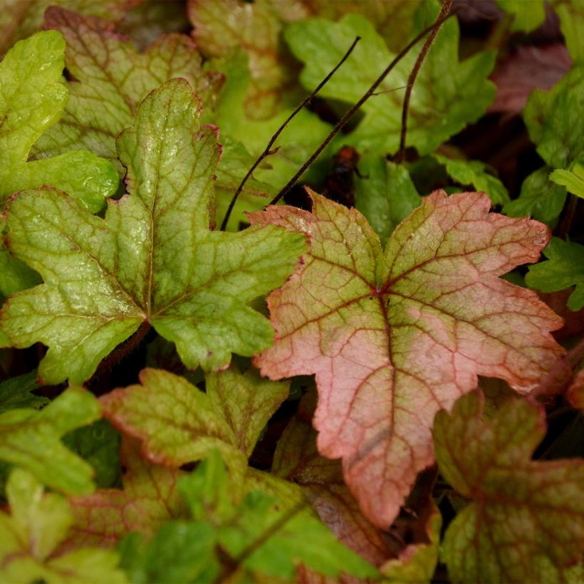 Heucherella Alabama sunrise - Schaumglöckchen (Foliage)