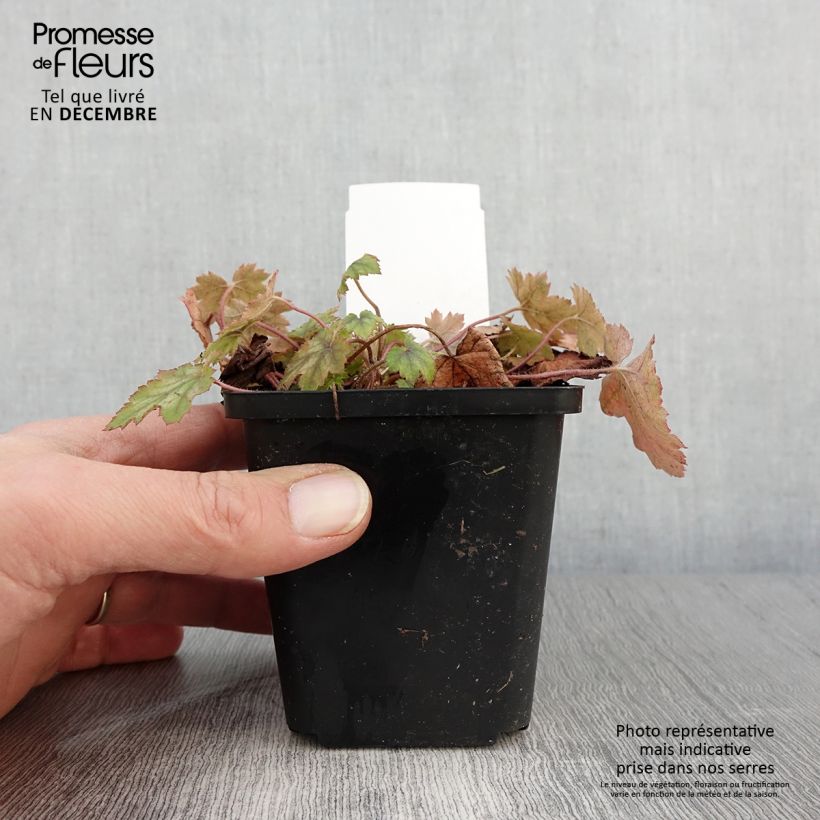 Example of Heucherella alba Bridget Bloom - Schaumglöckchen Kleine Töpfe von 8/9 cm as you get in automne