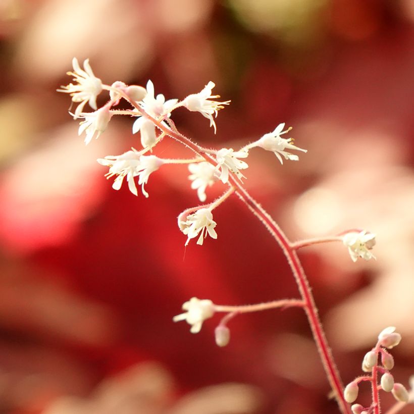 Heucherella Buttered Rum - Schaumglöckchen (Foliage)