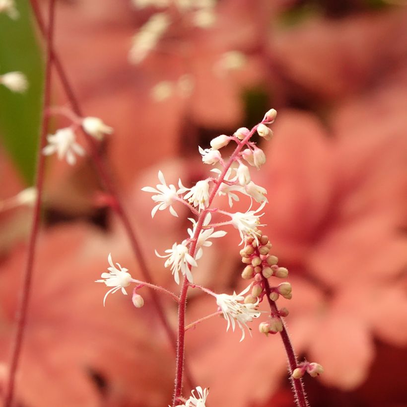 Heucherella Buttered Rum - Schaumglöckchen (Flowering)