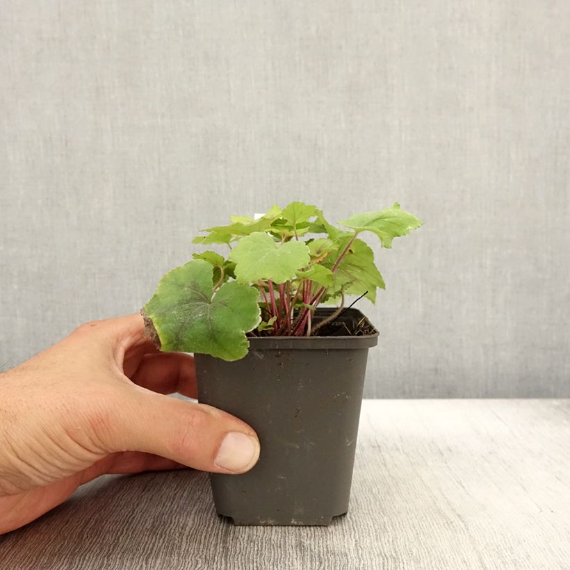 Example of Heucherella Citrus shock - Schaumglöckchen Kleine Töpfe von 8/9 cm as you get in automne