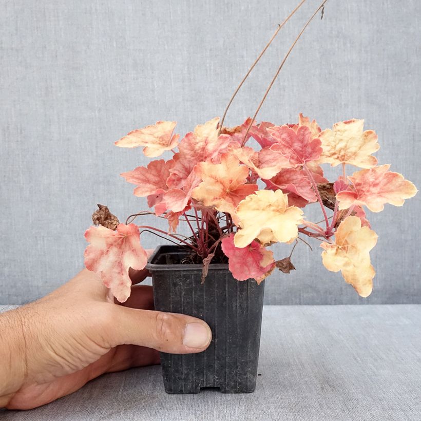 Example of Heucherella Copper Cascade - Schaumglöckchen Kleine Töpfe von 8/9 cm as you get in ete