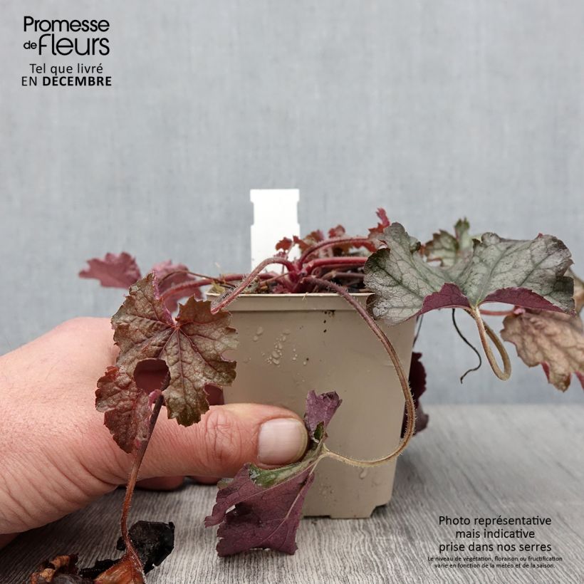 Example of Heucherella Cracked Ice - Schaumglöckchen Kleine Töpfe von 8/9 cm as you get in automne