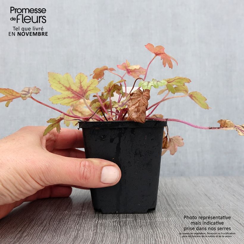 Example of Heucherella Eye Spy - Schaumglöckchen Kleine Töpfe von 8/9 cm as you get in automne