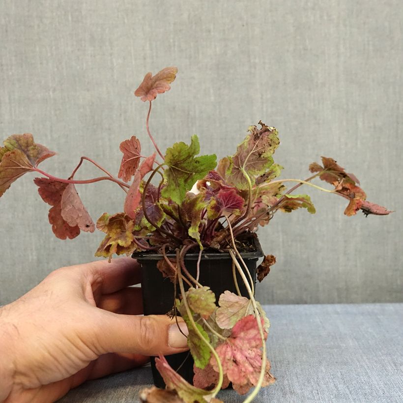 Exemplar von Heucherella Golden Zebra - Schaumglöckchen Kleine Töpfe von 8/9 cm wie im Herbst geliefert