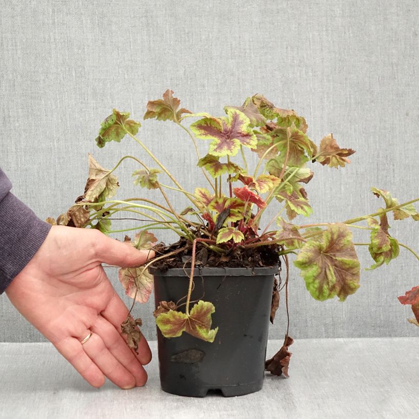 Exemplar von Heucherella Golden Zebra - Schaumglöckchen Topf mit 1,5L/2L wie im Herbst geliefert
