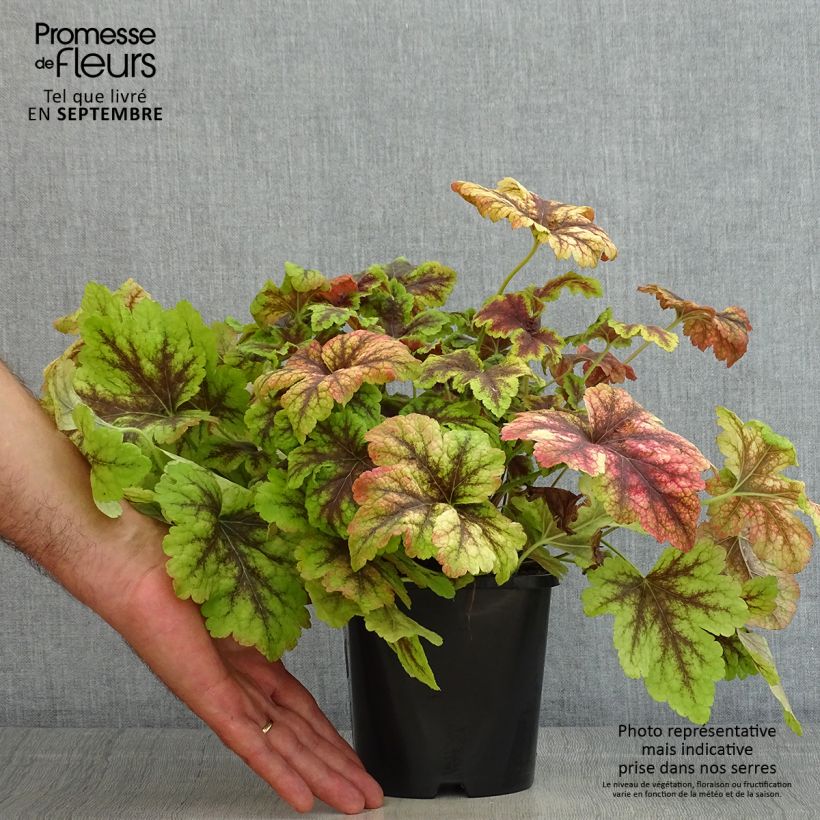 Example of Heucherella Golden Zebra - Schaumglöckchen Topf mit 1,5L/2L as you get in ete
