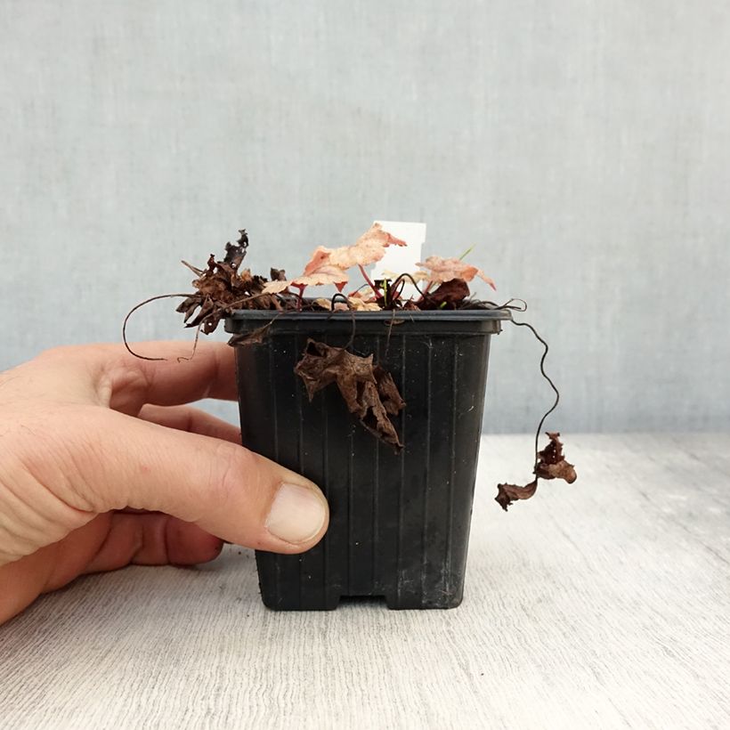 Example of Heucherella Honey Rose - Schaumglöckchen Kleine Töpfe von 8/9 cm as you get in automne