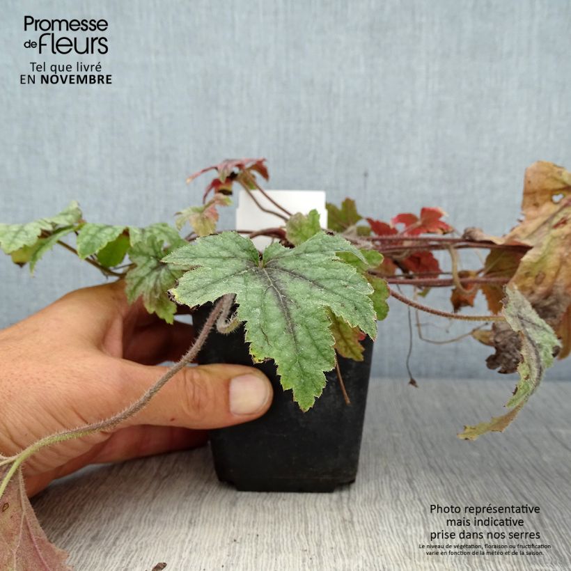 Example of Heucherella Kimono - Schaumglöckchen Kleine Töpfe von 8/9 cm as you get in automne