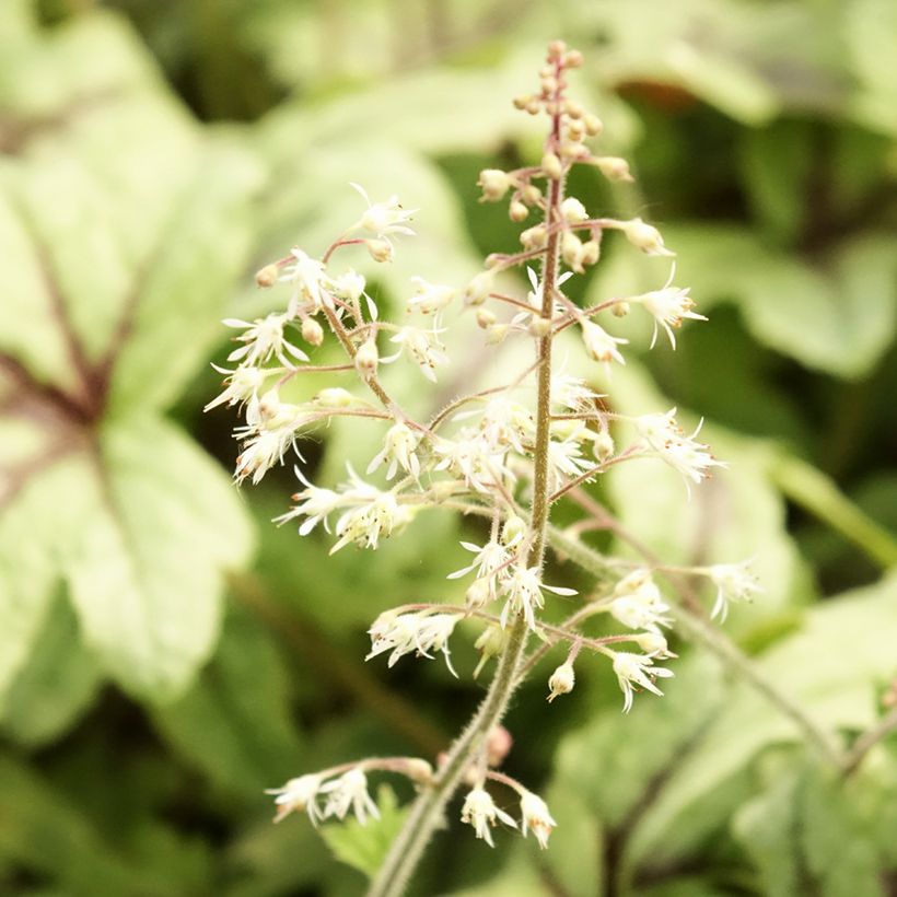 Heucherella Kimono - Schaumglöckchen (Flowering)