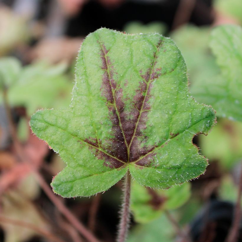 Heucherella Kimono - Schaumglöckchen (Foliage)