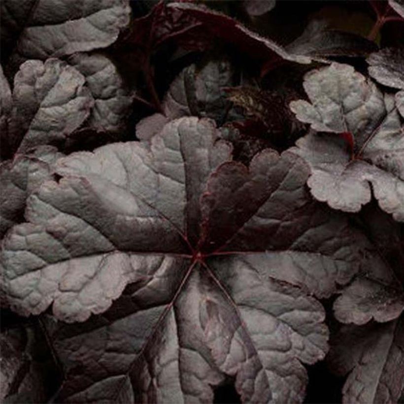 Heucherella Onyx - Schaumglöckchen (Foliage)