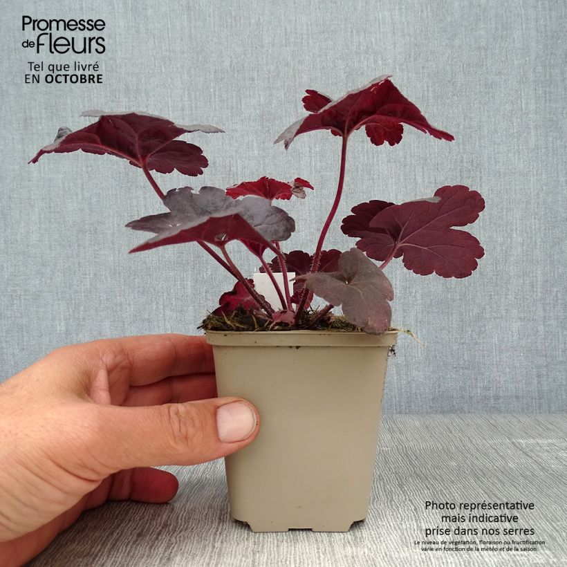 Example of Heucherella Onyx - Schaumglöckchen Kleine Töpfe von 8/9 cm as you get in automne