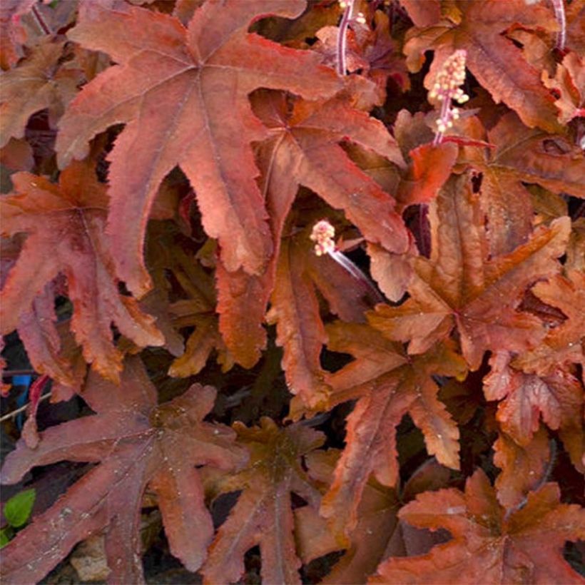 Heucherella Red Rover - Schaumglöckchen (Foliage)