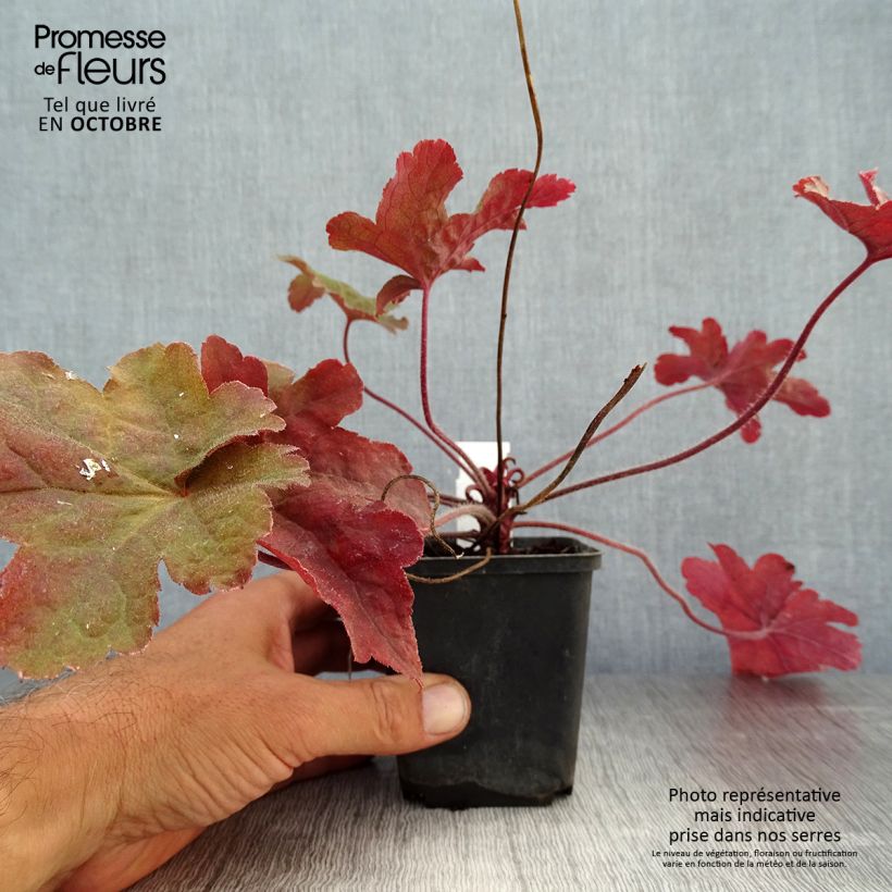 Example of Heucherella Red Rover - Schaumglöckchen Kleine Töpfe von 8/9 cm as you get in automne